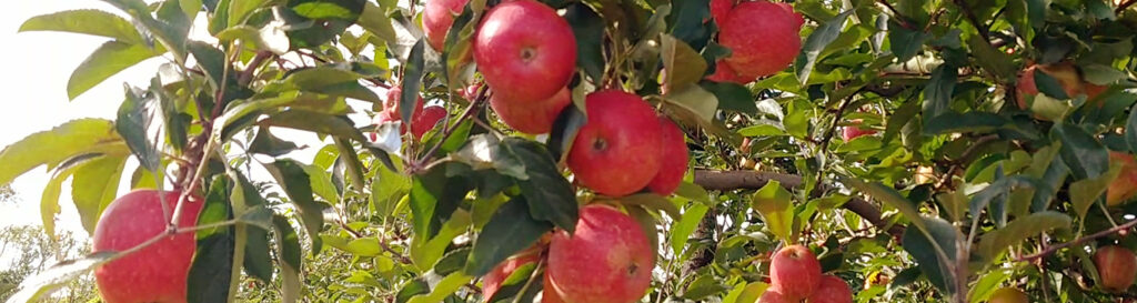 Esse é o período em que você encontrará as frutas mais frescas/Foto: Bom Dia SC
