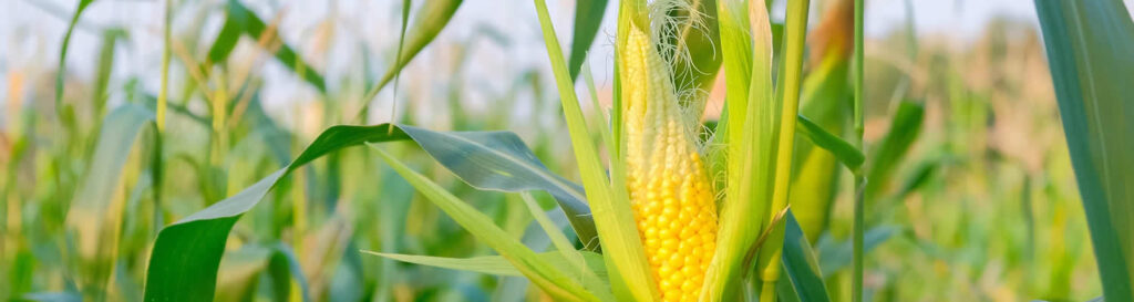 O aumento do volume é resultado da expansão da área plantada e de uma das maiores produtividades do país/Foto: Divulgação Internet