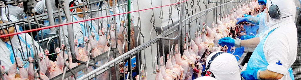As exportações brasileiras de carne de frango alcançaram 316
