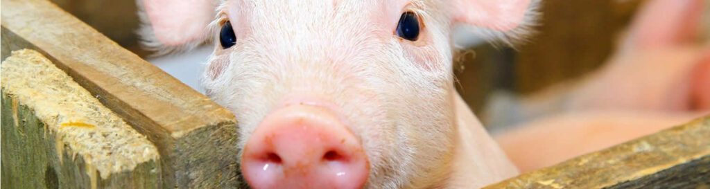 Os embarques de carne suína geraram receita de US$ 100