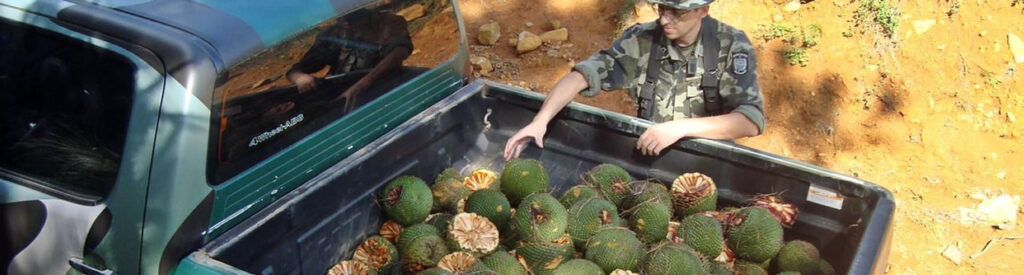 A Polícia Militar Ambiental está intensificando o patrulhamento nos locais que comercializam o pinhão/Foto: PM Ambiental
