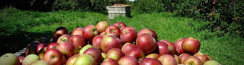 Os calibres das frutas têm se mostrado menores que as expectativas/Foto: Divulgação Internet