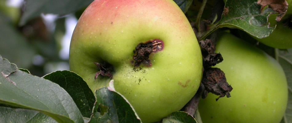 A Cydia pomonella é considerada o pior inseto praga da fruticultura/Foto: Divulgação Internet