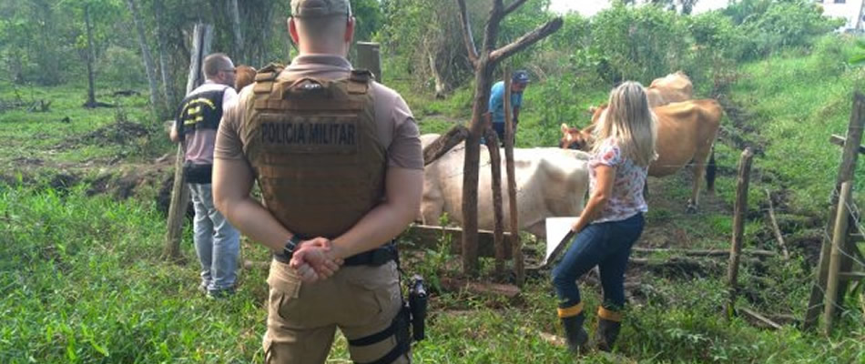 As ocorrências de Farra do Boi são mais frequentes no período da Quaresma/Foto: Assessoria de Imprensa