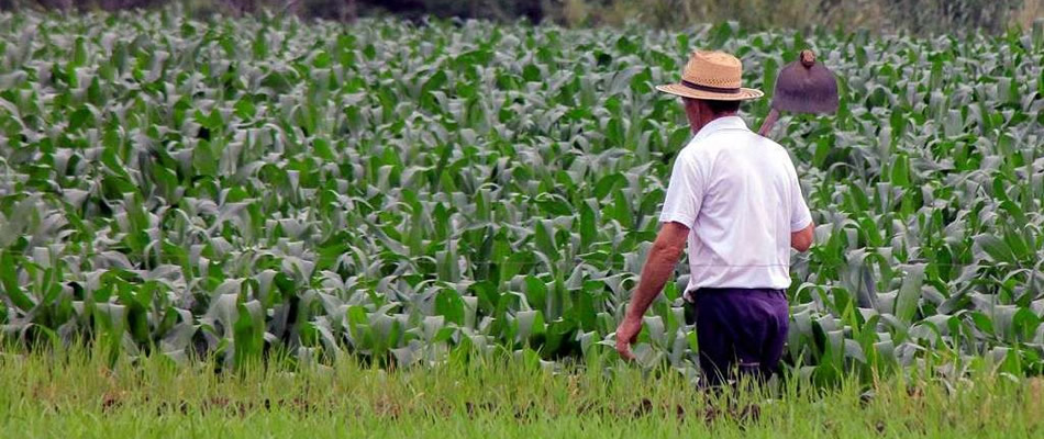 Os sindicatos desenvolvem ações diretas de apoio ao produtor rural