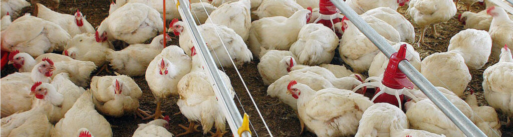 Isto é uma clara indicação de baixa disponibilidade do produto no mercado/Foto: Divulgação Internet