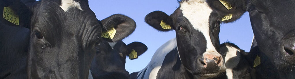 Produtores de leite se reúnem em Chapecó nesta quinta-feira/Foto: Assessoria de Imprensa