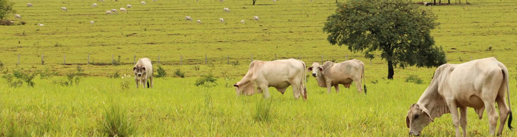 Santa Catarina é reconhecida internacionalmente pela qualidade do seu agronegócio e o cuidado com a saúde animal e vegetal/Foto: Divulgação Internet