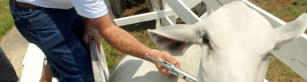A identificação e rastreabilidade animal são ferramentas para tratar da saúde animal