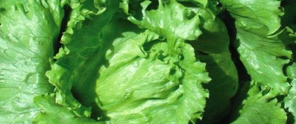 Embrapa Hortaliças desenvolveram duas novas variedades de alface crespa de folhas verdes/Foto : Divulgação Internet