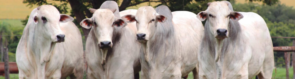 A potência chinesa se tornou o principal comprador de carne bovina brasileira neste ano/Foto: Assessoria de Imprensa