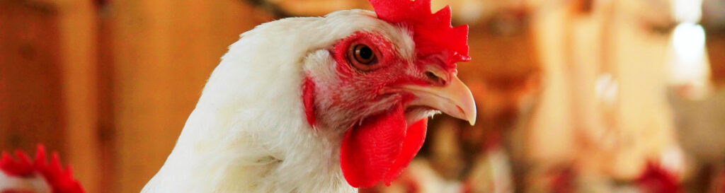 Comparativamente ao mês anterior a carne de frango experimentou valorização próxima de 1