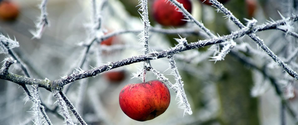 Os fruticultores esperam ainda que o frio permaneça nos meses de julho e agosto/Foto: Divulgação Internet