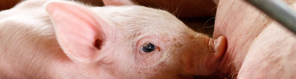 O governo da China vem tentando uma série de medidas nas últimas semanas para elevar a oferta de carne suína local