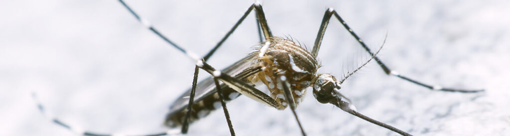 Foram confirmados três focos do mosquito Aedes Aegypti em diferentes locais do bairro Clara Adélia/Foto: divulgação Internet