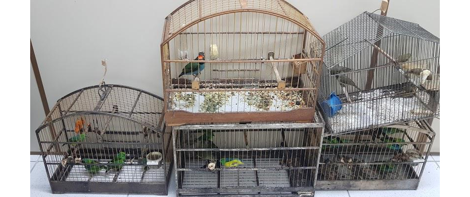 Os animais foram encaminhados para o Centro de Triagem de Animais Silvestres (CETAS)/Foto: Assessoria de Imprensa