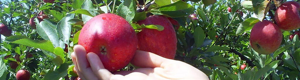 A fruticultura e a produção de grãos em Santa Catarina sofrem com os efeitos da estiagem/Foto: Bom dia SC