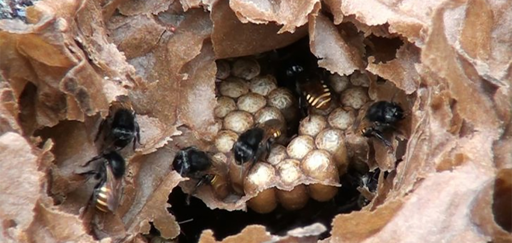 Se as abelhas fossem extintas, seria o fim do ser humano?