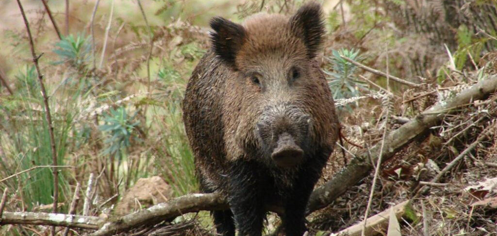 Governo do Estado de SC Regulamenta Lei para manejo sustentável dos javalis