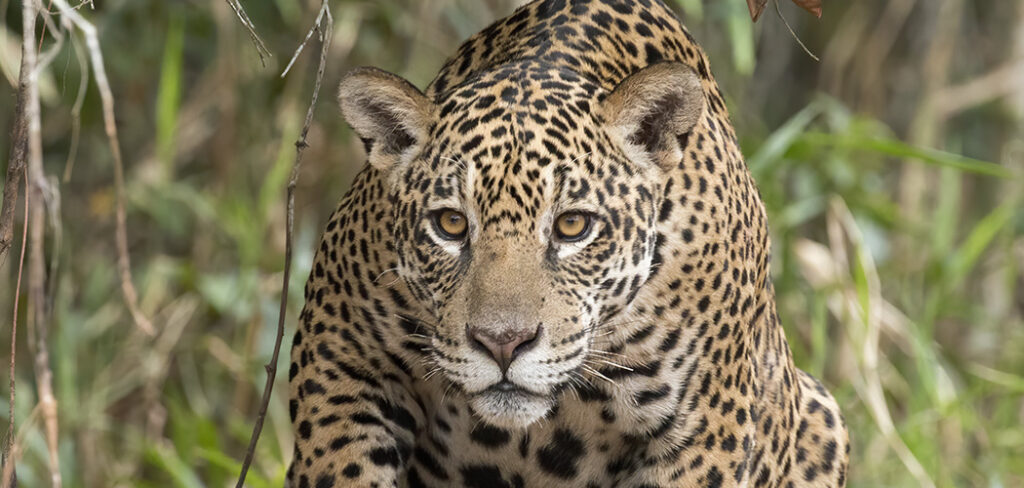 A onça-pintada é o maior felino das Américas e o terceiro maior do mundo/Foto: Leonarodo Ramos