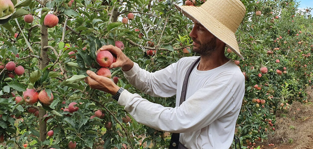 População ocupada no agro atinge maior contingente desde 2015