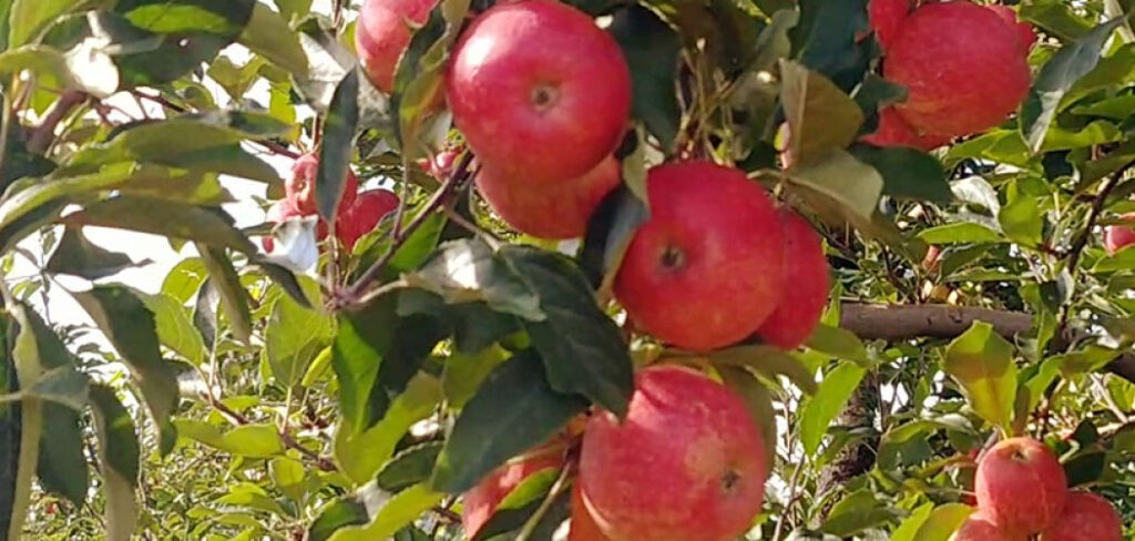 Pomares de Maçã são protegidos através de novos fungicidas/Foto: Bom Dia SC