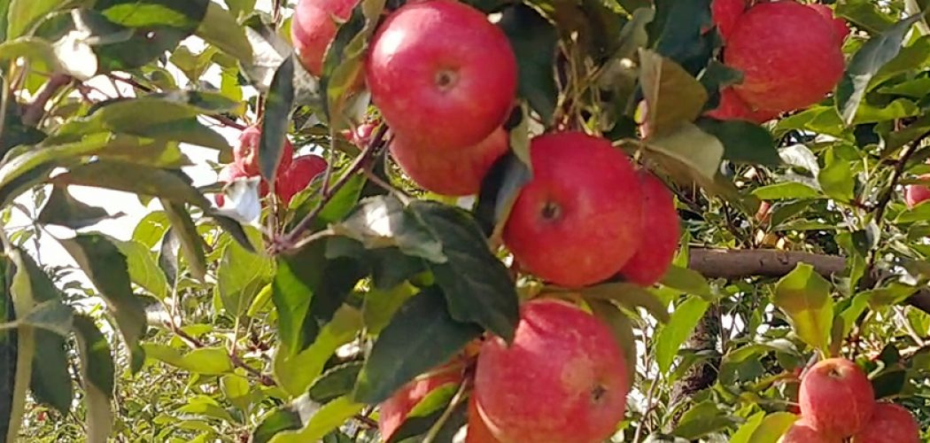 Pomares de Maçã são protegidos através de novos fungicidas/Foto: Bom Dia SC