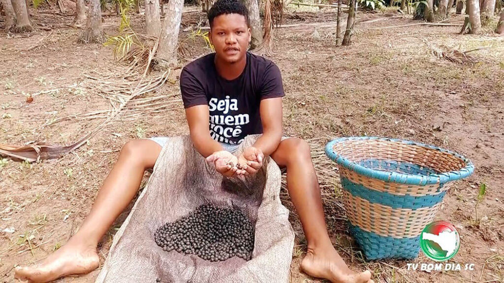 Açaí: Entenda mais sobre essa fruta originária da Amazônia/ Foto: Evandro Novak - TV Bom Dia SC