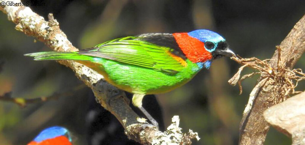 Aves do vale entre os Parques da Serra do Tabuleiro e de São Joaquim