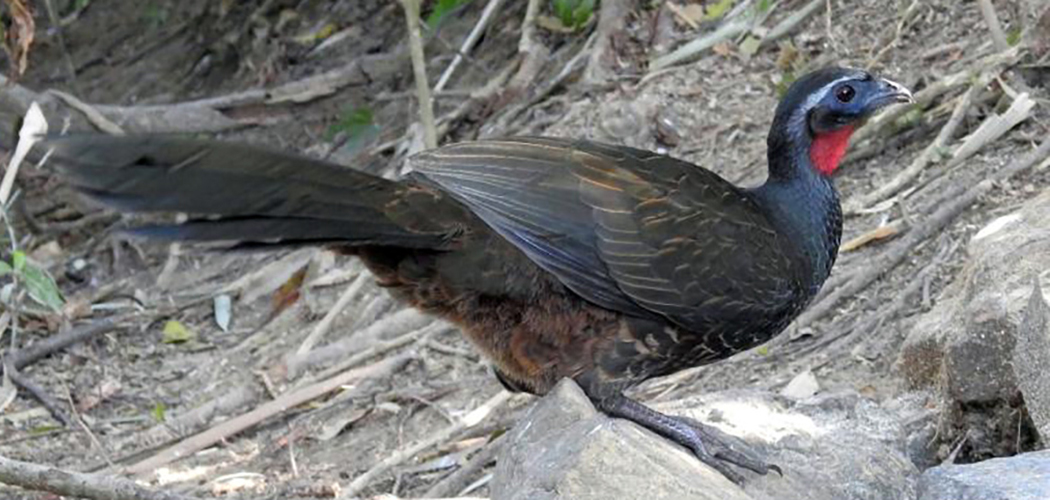 Em Santa Catarina cresce o Turismo de observação de aves/Foto: Gilberto Sander Müller