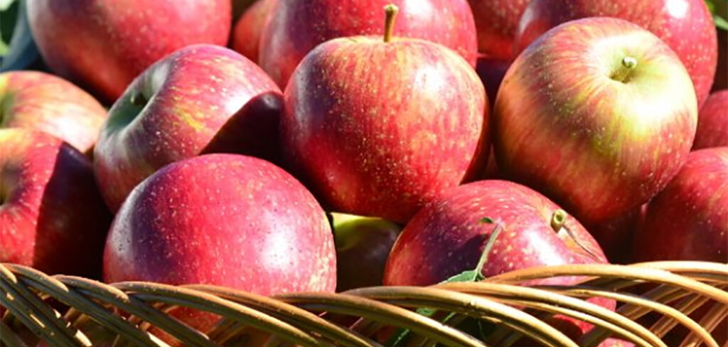 9 anos sem Cydia pomonella: Status sanitário faz de SC referência no cultivo de maçãs
