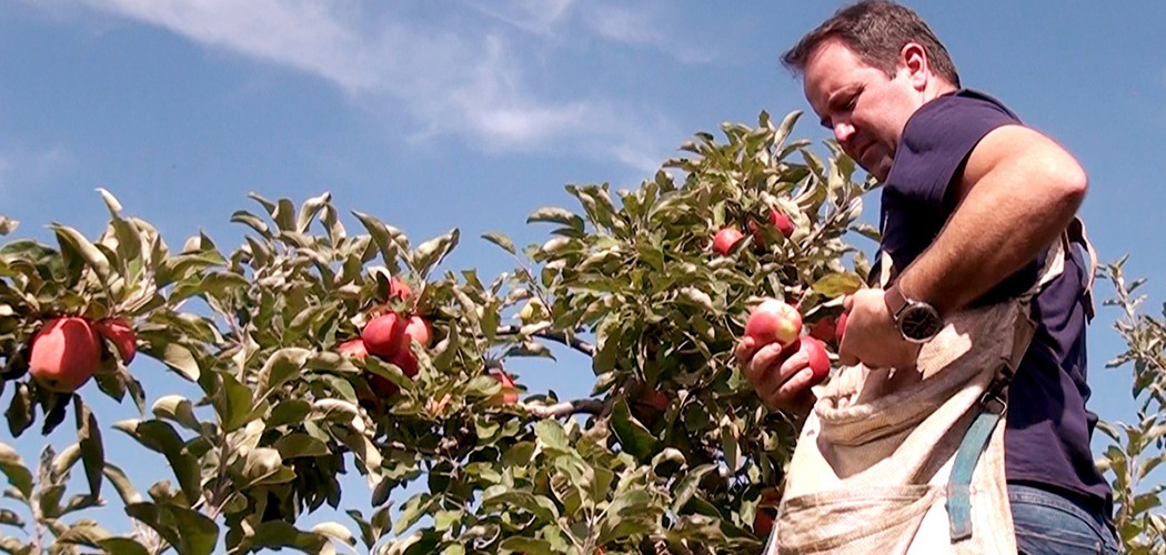 Epagri capacita produtores de maçã