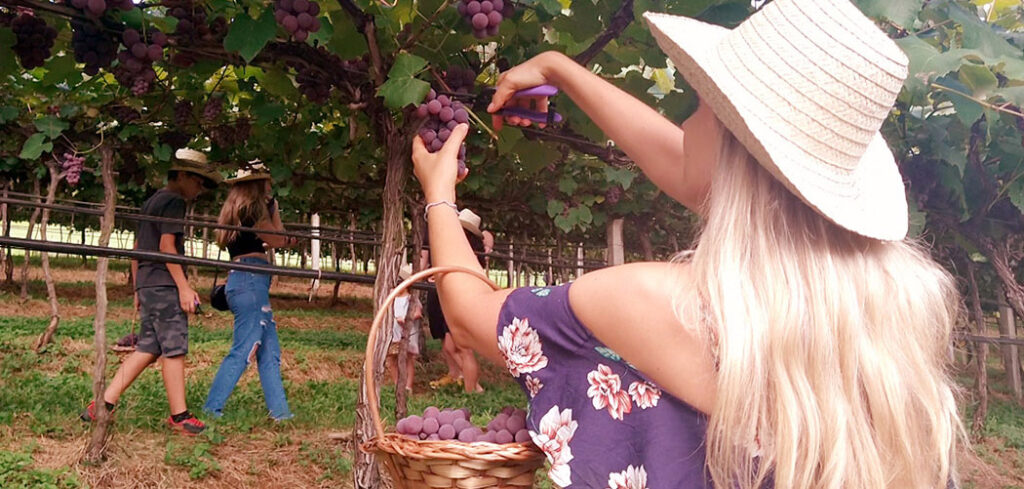 Pinheiro Preto, capital catarinense do vinho terá nova rota turísticaFoto: Bom Dia SC