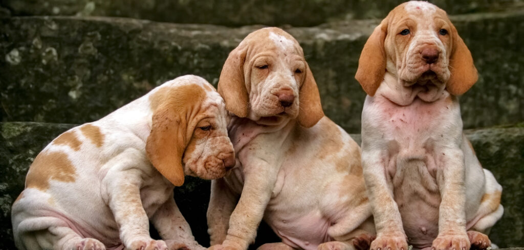 Cão com alergia nas ‘dobrinhas’ Saiba como prevenir