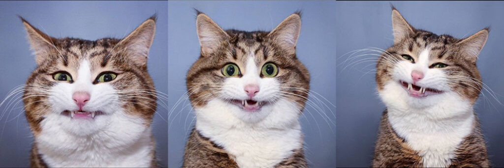 Dia Mundial do Gato: como data surgiu e porque ela é importante para os felinos/Foto: Internet