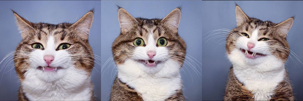 Dia Mundial do Gato: como data surgiu e porque ela é importante para os felinos/Foto: Internet