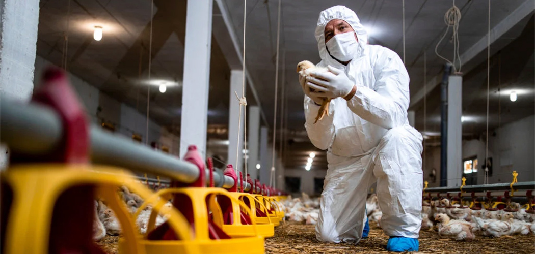 Brasil segue sem registro de gripe aviária após investigação de casos suspeitos