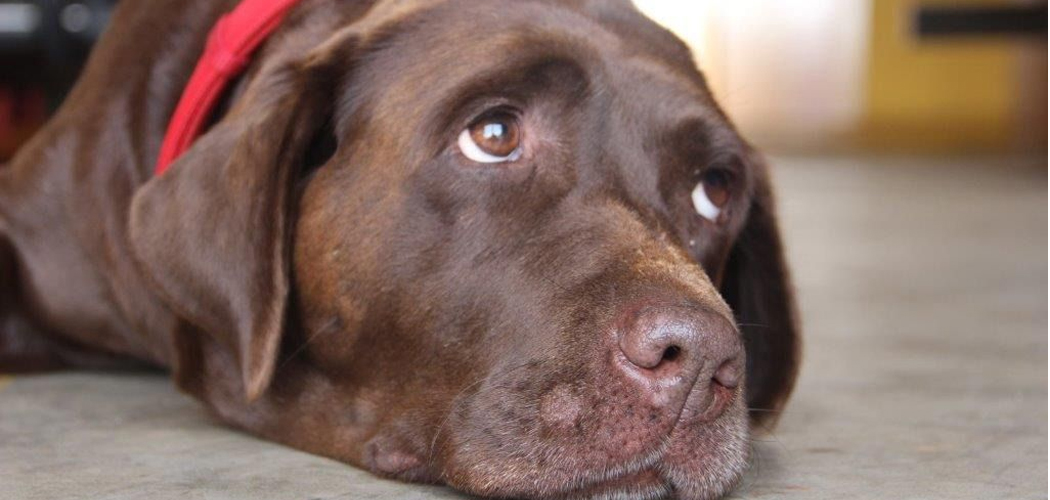 Cães de busca do CBMSC viram mascotes do Programa Bombeiro Mirim