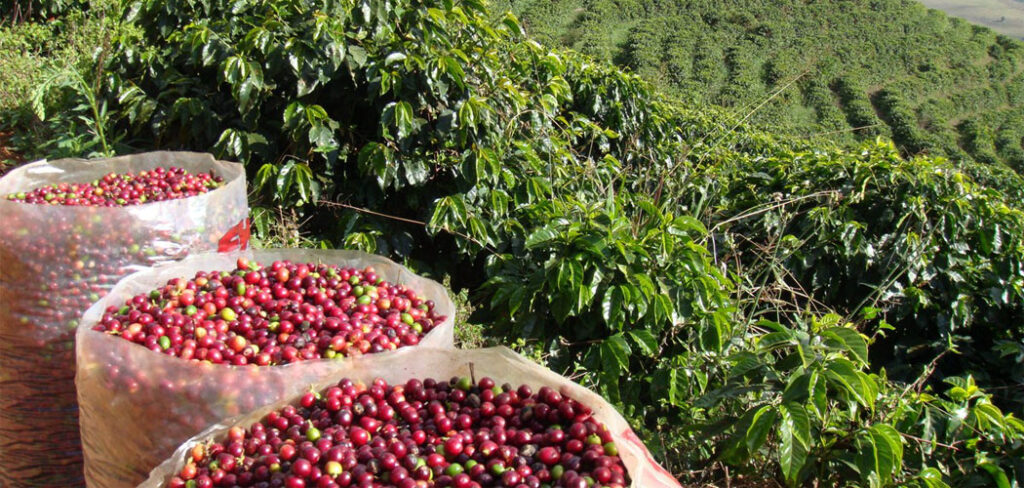 Os segredos do café mais desejado do mundo será desvendado em Gramado
