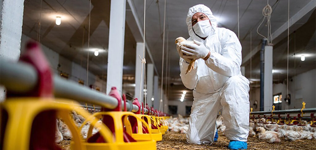 OMS confirma primeira morte por gripe aviária no mundo