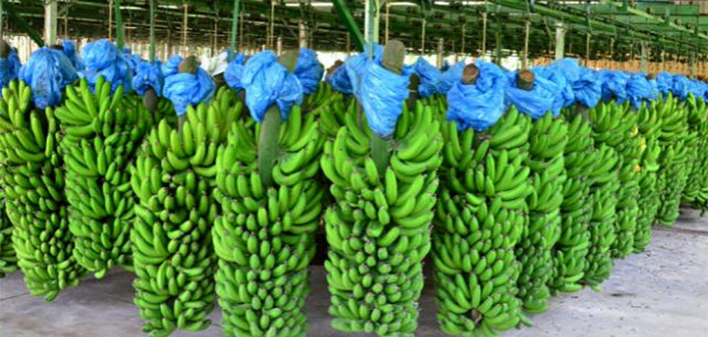 Produção de banana se recupera e volta ao patamar de 2019 em SC