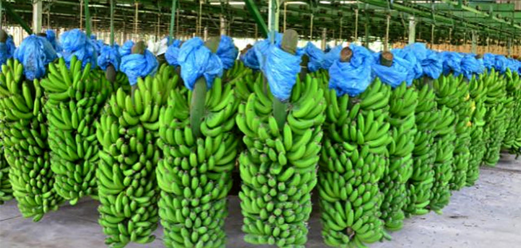 Produção de banana se recupera e volta ao patamar de 2019 em SC