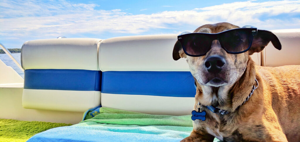 Turismo Pet Friendly: Desafios e Oportunidades/ Foto: Internet
