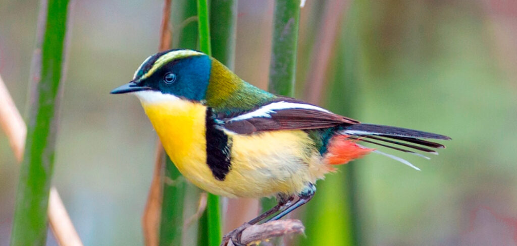 Território da Grande Reserva Mata Atlântica reúne uma das maiores diversidades de espécies de aves do Brasil e do mundo