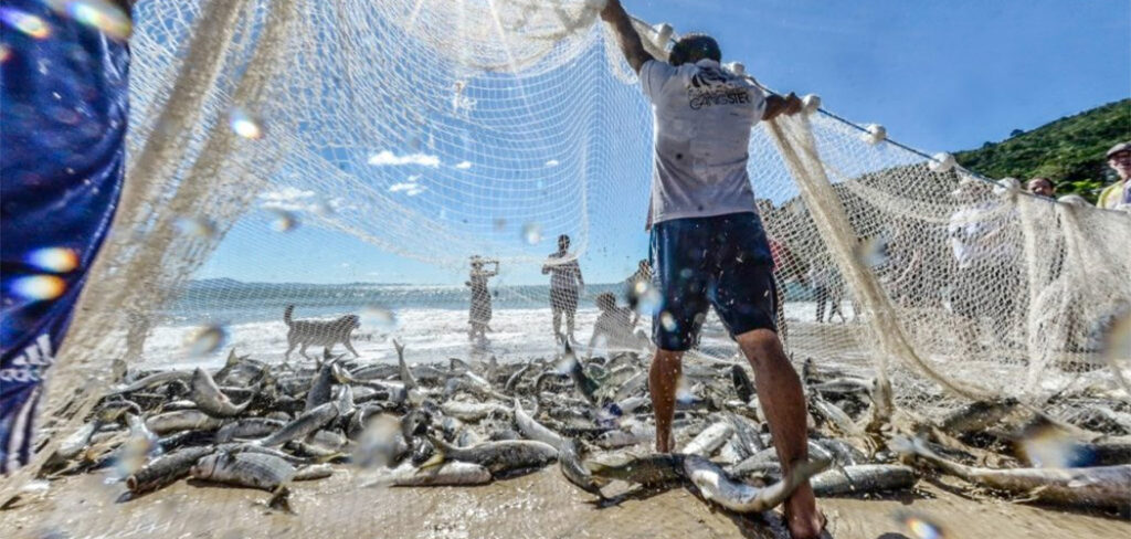 Safra da Tainha: Liberação da pesca industrial e aumento da cota artesanal da esperança aos pescadores catarinenses/Foto: Internet