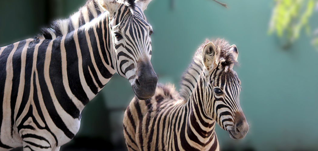 Filhote de zebra nasce no Brasil, fato considerado pouco comum no país