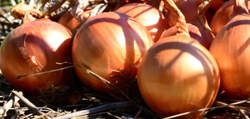 A estimativa é que sejam cultivados 18,4 mil hectares da cebola em SC, 4,5% a mais do que no ano passado/Foto: Aires Mariga