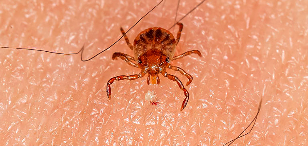 Mitos e Verdades sobre a febre maculosa