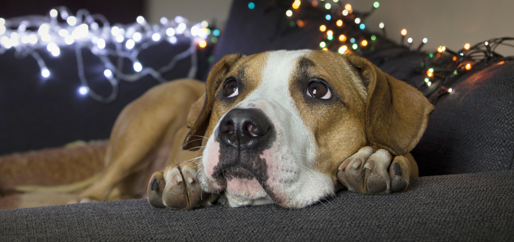 Fogos e estalinhos: como proteger os Pets nas festas juninas