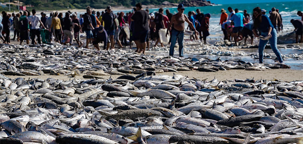 Com cota reduzida modalidade da pesca da tainha é obrigada a ser encerrada no meio da safra em SC